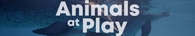 Banner voor Animals at Play