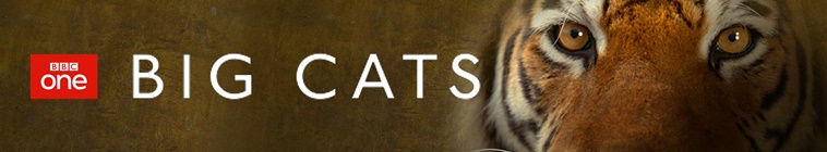 Banner voor Big Cats