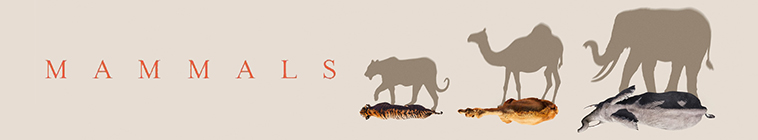 Banner voor Mammals