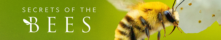 Banner voor Secrets of the Bees