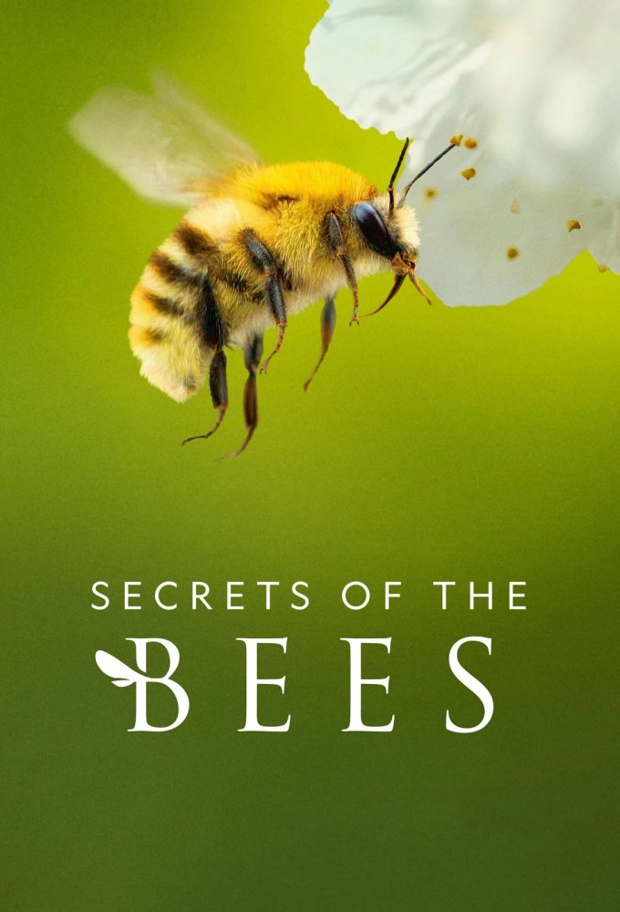 Poster voor Secrets of the Bees