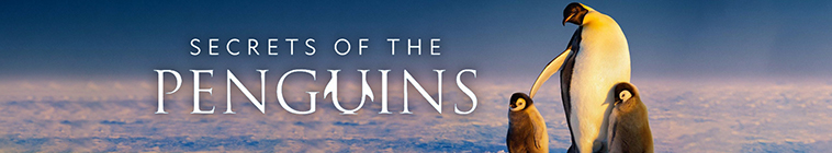 Banner voor Secrets of the Penguins