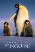 Poster voor Secrets of the Penguins
