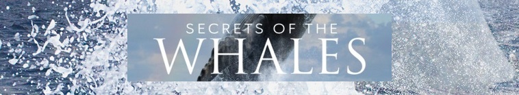 Banner voor Secrets of the Whales