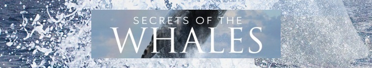 Banner voor Secrets of the Whales