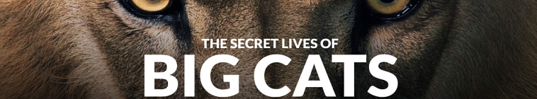 Banner voor The Secret Lives Of Big Cats